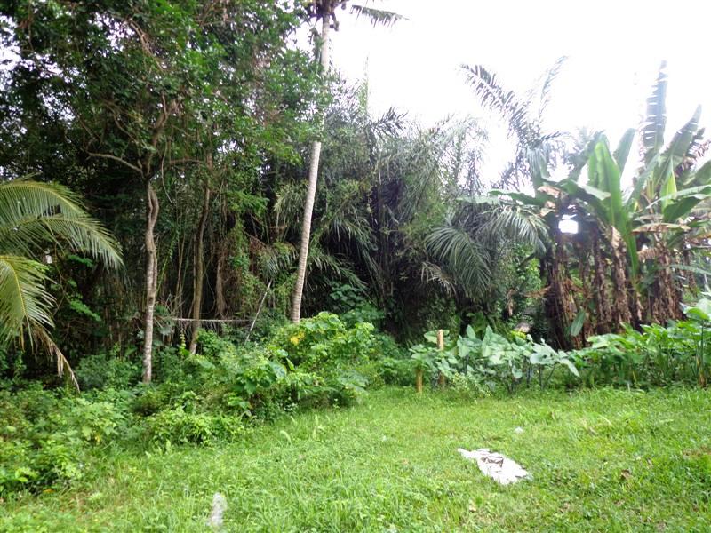 land for sale in ubud bali