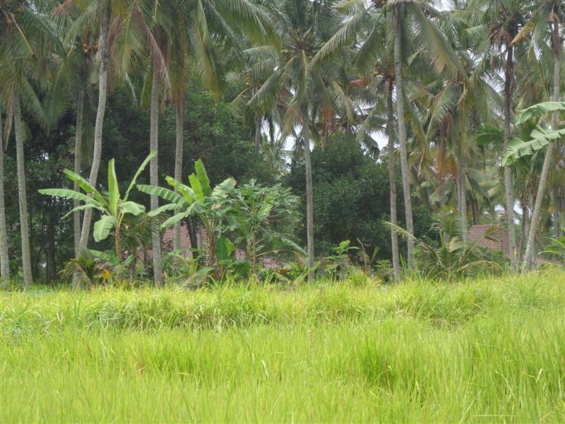 land for sale in ubud bali