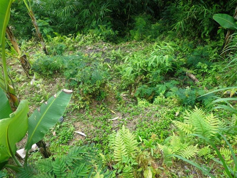 land for sale in ubud bali