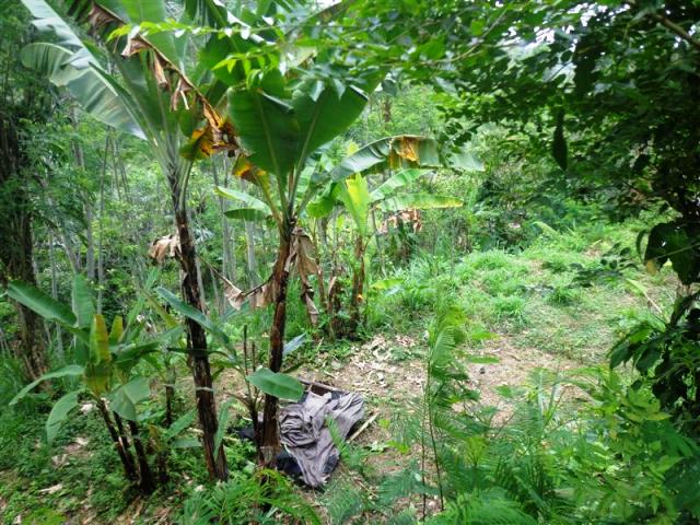 Land for sale in Ubud Bali