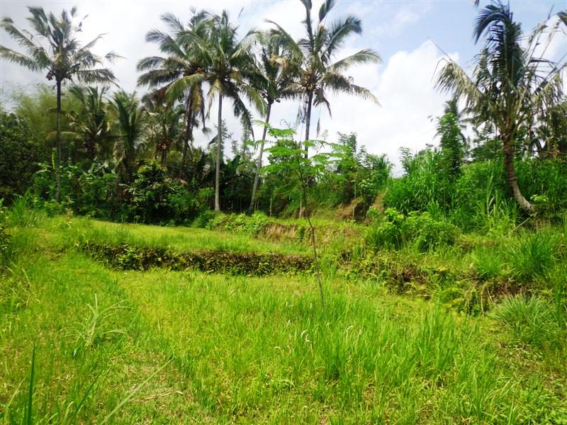 Land for sale in Ubud Bali