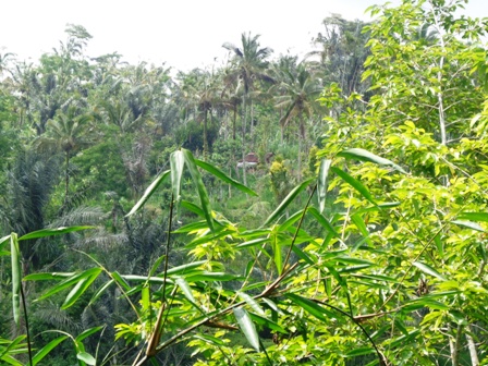 Land in Ubud Tegalalang