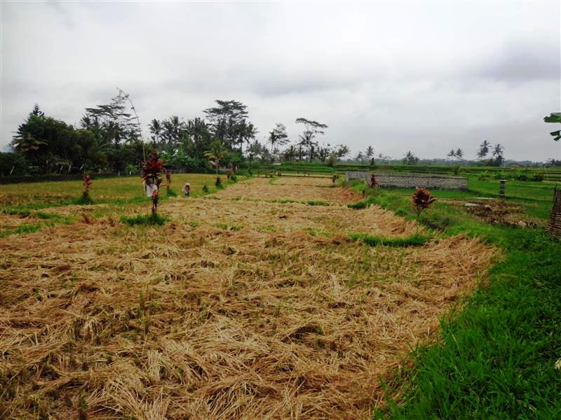 Land for sale in Ubud Bali