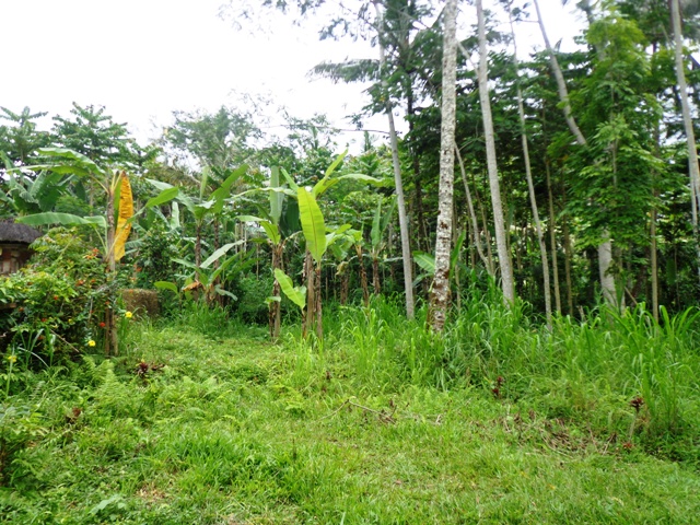 Land for sale in Ubud Tegalalang