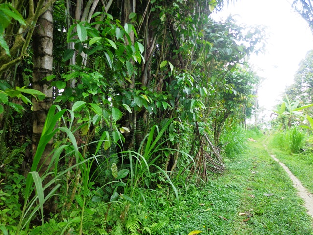 Land for sale in Ubud Tegalalang
