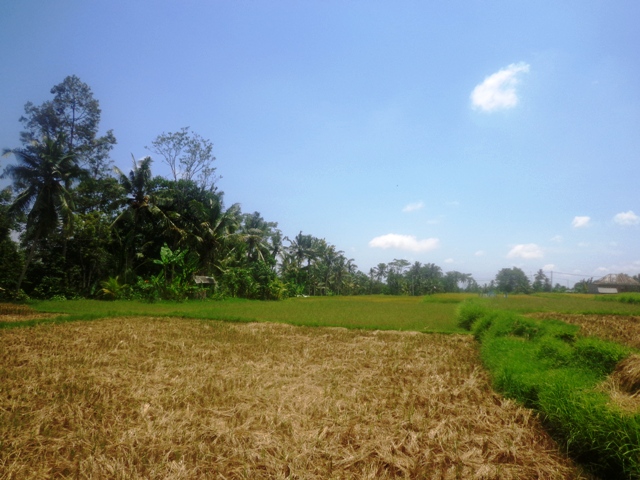 Land for sale in Ubud center