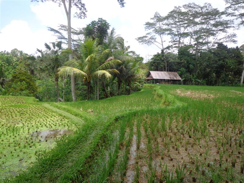 land for sale in Ubud Bali