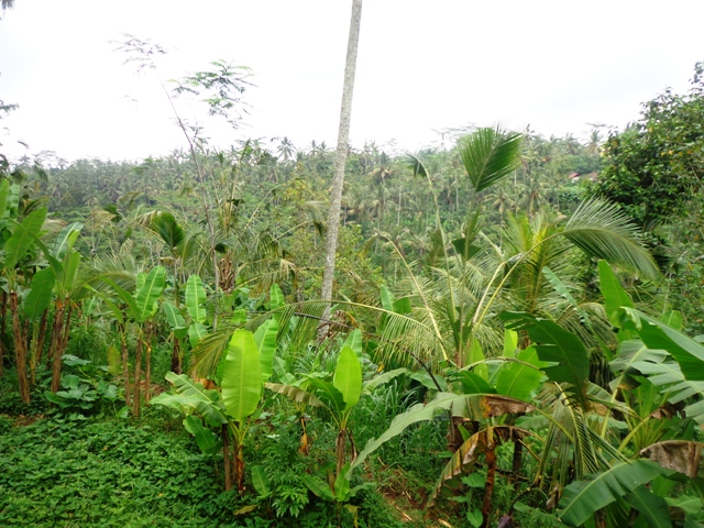 Land for sale in Ubud Bali