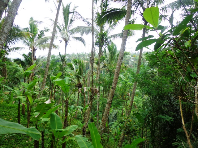Land for sale in Ubud Bali 14