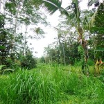 Land for sale in Ubud Bali