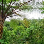 Land for sale in Ubud Bali