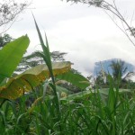 Land for sale in Ubud Bali