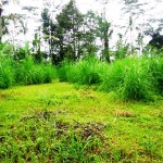 Land for sale in Ubud Bali