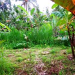 Ubud land for sale in Bali