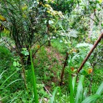 Ubud land for sale in Bali