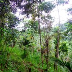 Ubud land for sale in Bali
