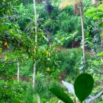 Ubud land for sale in Bali