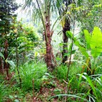 Ubud land for sale in Bali
