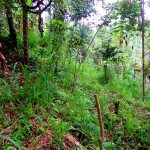 Ubud land for sale in Bali