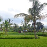 For sale land in Ubud Bali