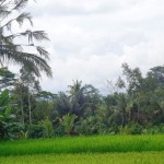 For sale land in Ubud Bali