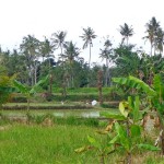 Land for sale in Ubud Bali