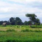 Land for sale in Ubud Bali