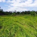Land for sale in Ubud Bali