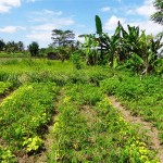 Land for sale in Ubud Bali