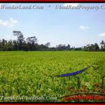 TSUB012 - TANAH DISEWAKAN - LAND FOR RENT & LEASE IN UBUD BALI by Bali Real Property - www.baliwonderland.com