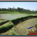 Magnificent PROPERTY LAND FOR SALE IN UBUD BALI TJUB529