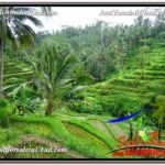 Exotic PROPERTY 13,800 m2 LAND FOR SALE IN Ubud Tegalalang TJUB590