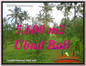 Magnificent PROPERTY 5,600 m2 LAND IN Ubud Tegalalang FOR SALE TJUB609