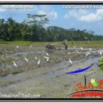 Magnificent PROPERTY LAND FOR SALE IN UBUD BALI TJUB631