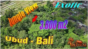 Magnificent PROPERTY 3,800 m2 LAND in UBUD for SALE TJUB870